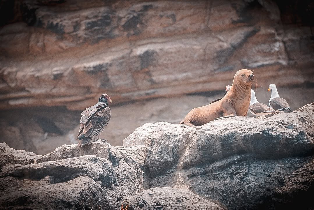Lobo marino descansando en las rocas de Pucusana con aves marinas