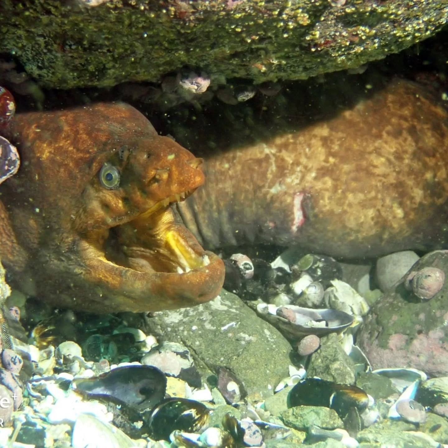 Morena con la boca abierta en el fondo marino de Pucusana