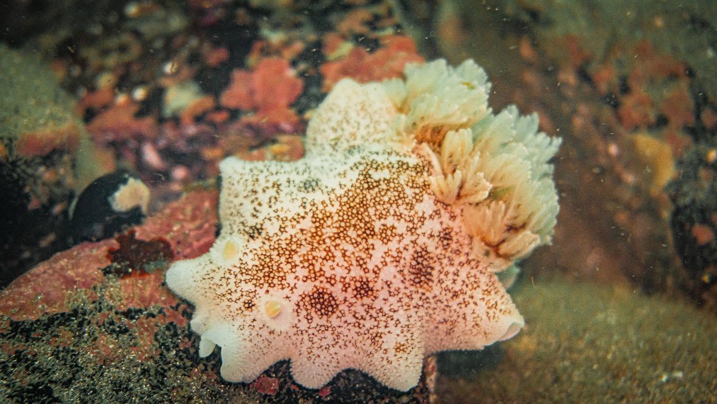 Nudibranquio blanco sobre una roca en Pucusana