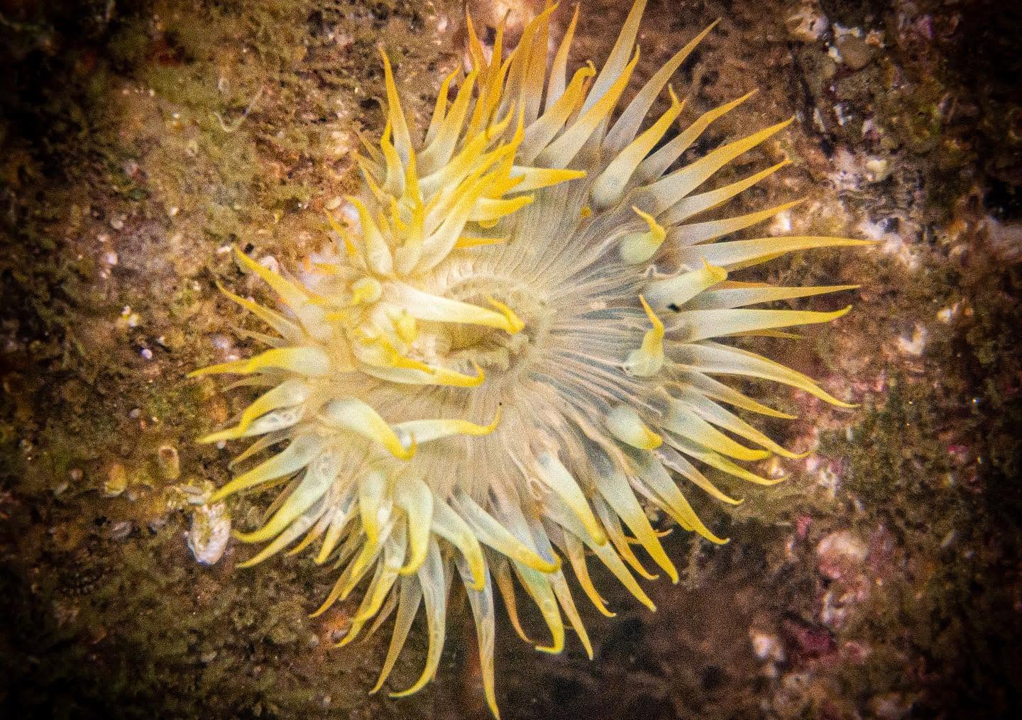 Anémona de mar en los fondos de Pucusana