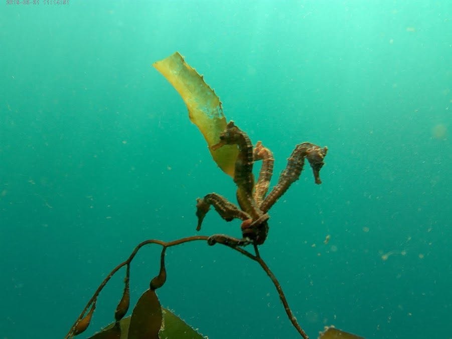 Buceo entre bosques de algas en Pucusana